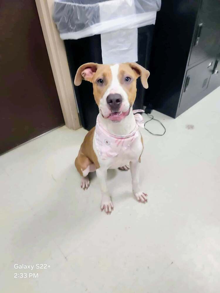 Shasta #BAC-A-138464, an adoptable Pit Bull Terrier in Dartmouth, NS, B3A 3L4 | Photo Image 4