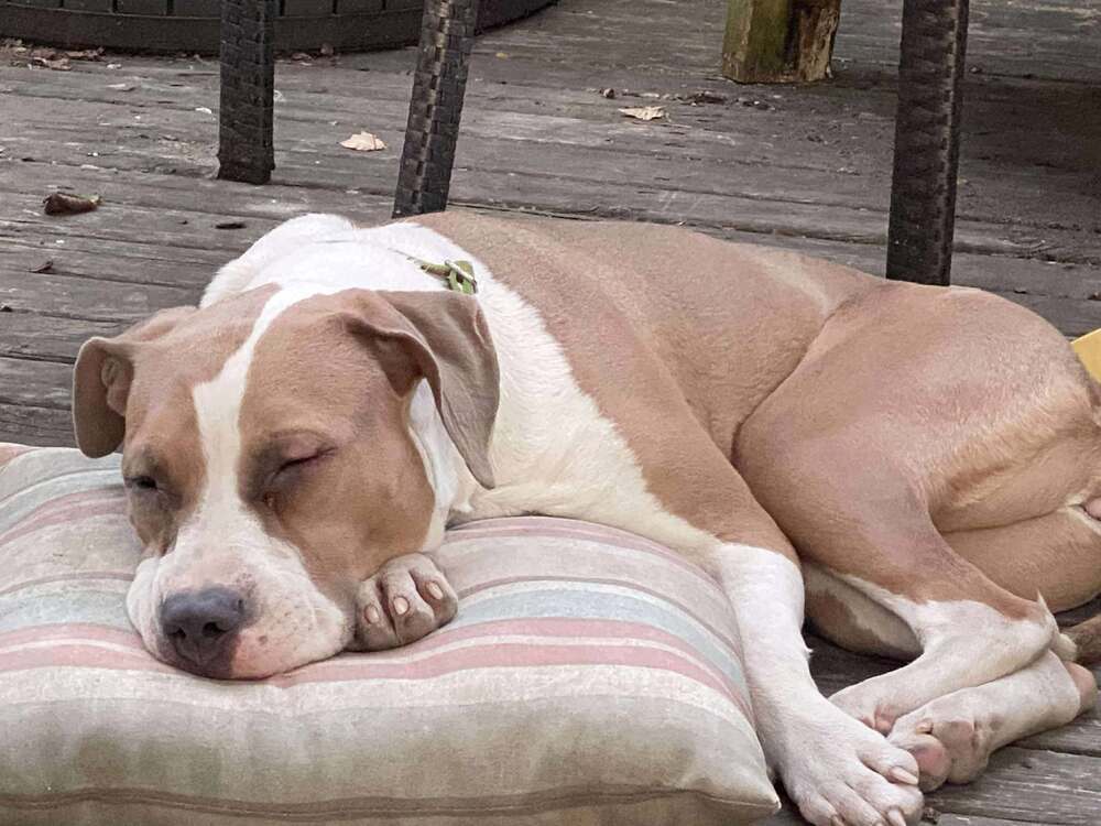 Shasta #BAC-A-138464, an adoptable Pit Bull Terrier in Dartmouth, NS, B3A 3L4 | Photo Image 4