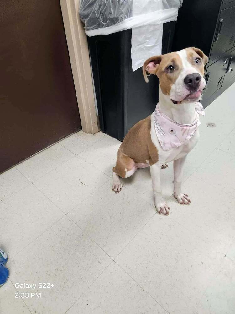 Shasta #BAC-A-138464, an adoptable Pit Bull Terrier in Dartmouth, NS, B3A 3L4 | Photo Image 5