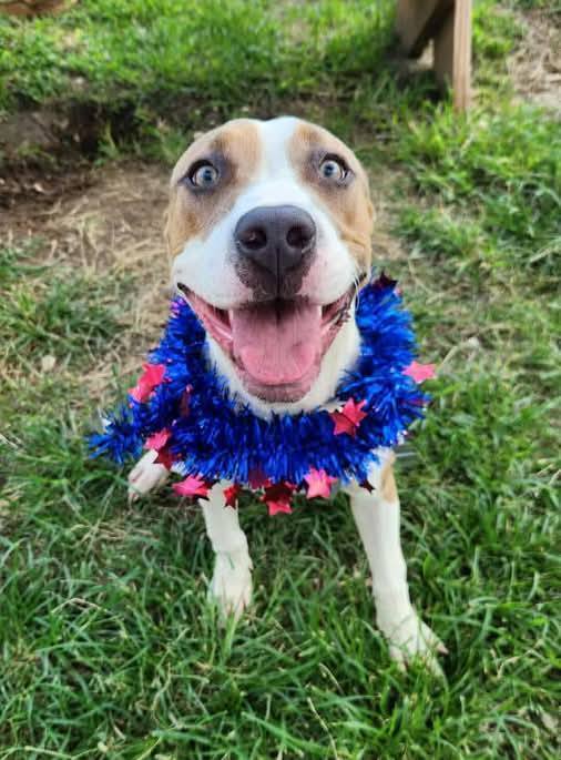 Shasta #BAC-A-138464, an adoptable Pit Bull Terrier in Dartmouth, NS, B3A 3L4 | Photo Image 6