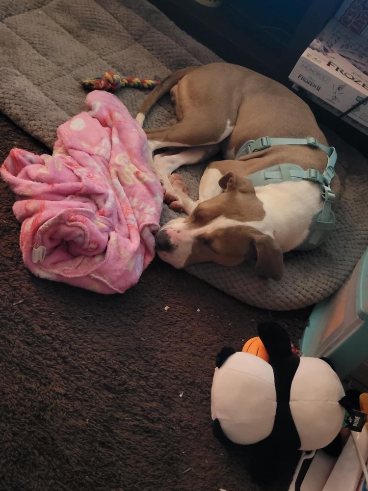 Shasta #BAC-A-138464, an adoptable Pit Bull Terrier in Dartmouth, NS, B3A 3L4 | Photo Image 6