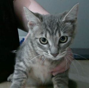 Fez, Baby Male unknown