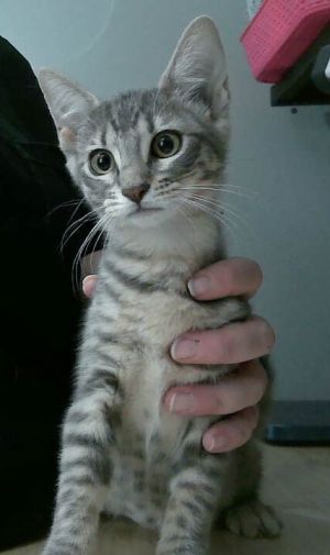 Fig, Baby Female unknown