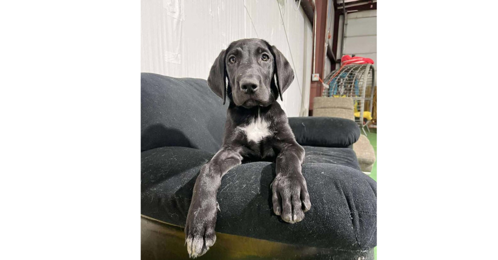 Olive Branch Litter: Magnolia