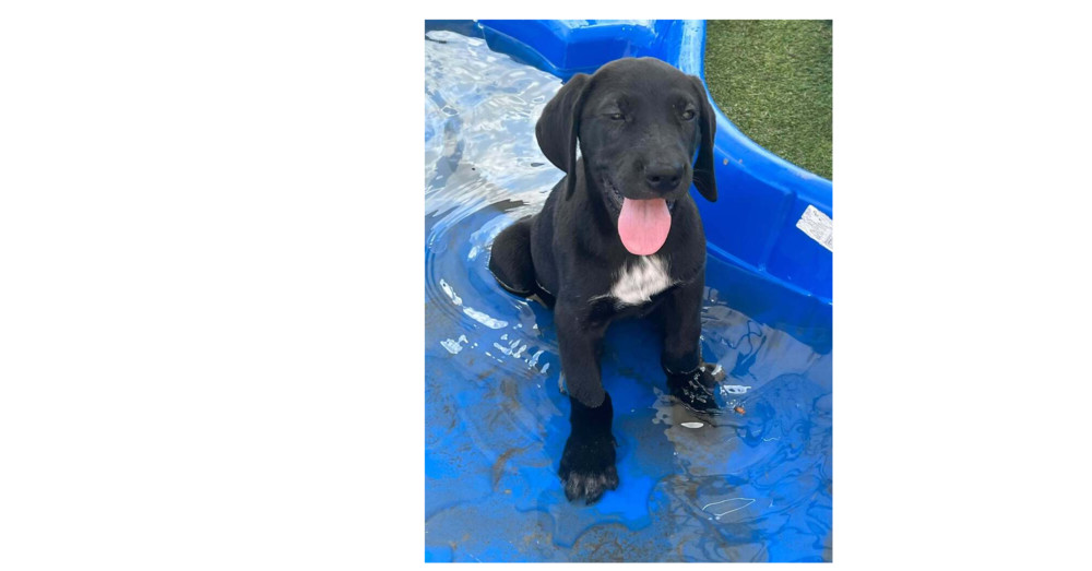 Olive Branch Litter: Magnolia