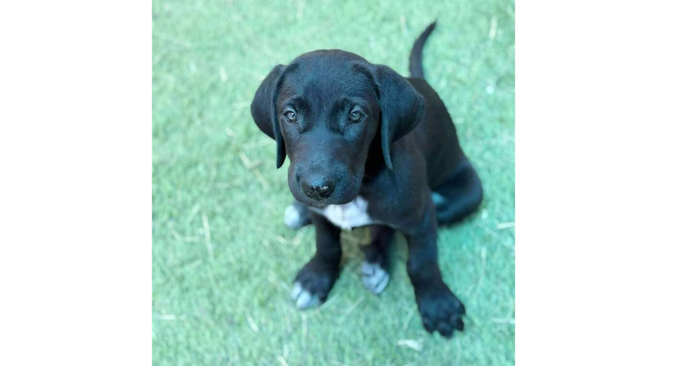Olive Branch Litter: Magnolia
