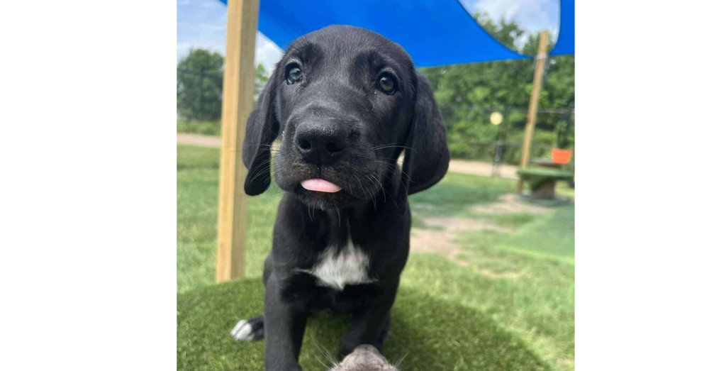 Olive Branch Litter: Magnolia