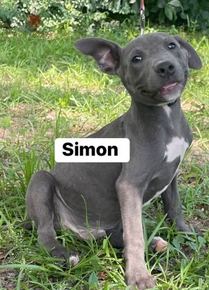 Simon, Adult Male unknown