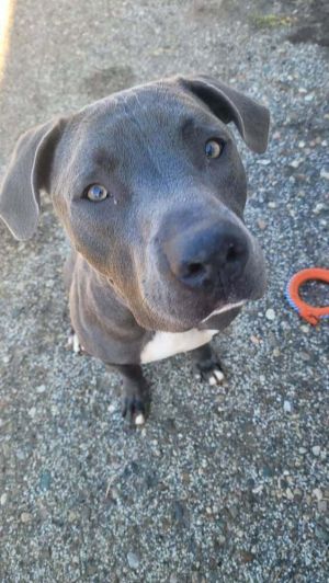 Louie (aka Nipsey), Adult Male unknown