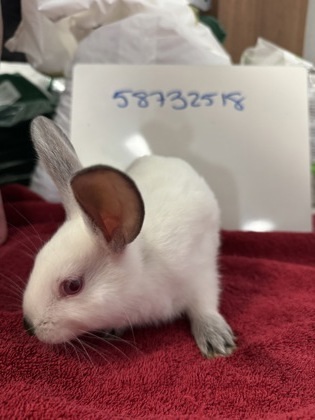 Benjamin Bunny