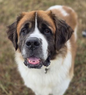 Rhett, Senior Male unknown