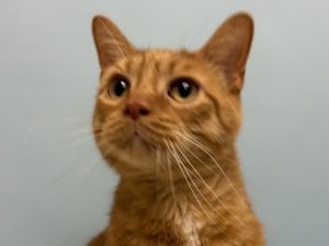 Charlie, Adult Male unknown