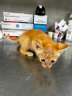 Sherbert Domestic Short Hair Cat
