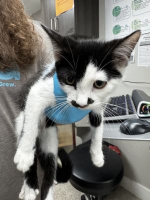 Ferrari Domestic Short Hair Cat