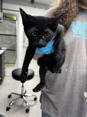 Lexus Domestic Short Hair Cat