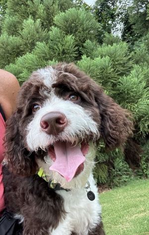 Rex English Springer Spaniel Dog