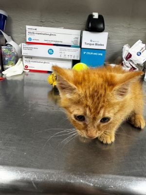 Creamsicle Domestic Short Hair Cat