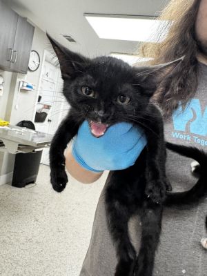 Age 10 Weeks Breed Domestic Shorthair Mix Gender Female Meet Jaguar Say hello to Jaguar a strik