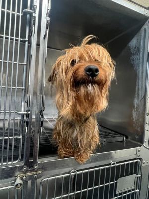Meet Odin Name Odin Age 2 Years Breed Terrier Mix Gender Male A Sweetheart Seeking His Forever 