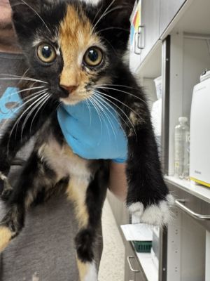 Age 10 Weeks Breed Domestic Shorthair Mix Gender Female Meet Tesla Say hello to Tesla a