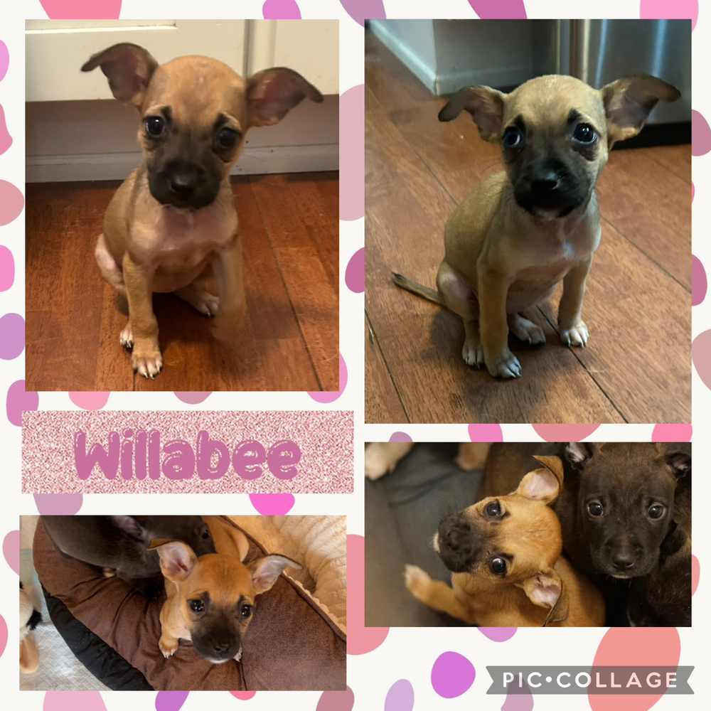 Willabee