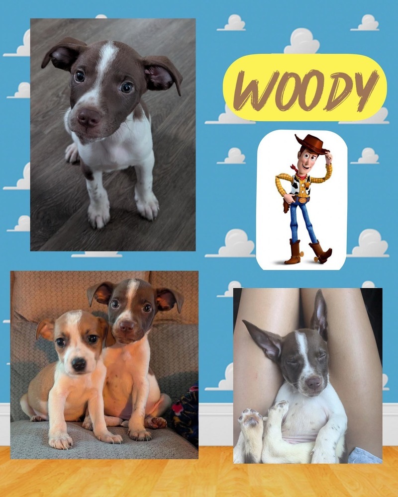 Woody