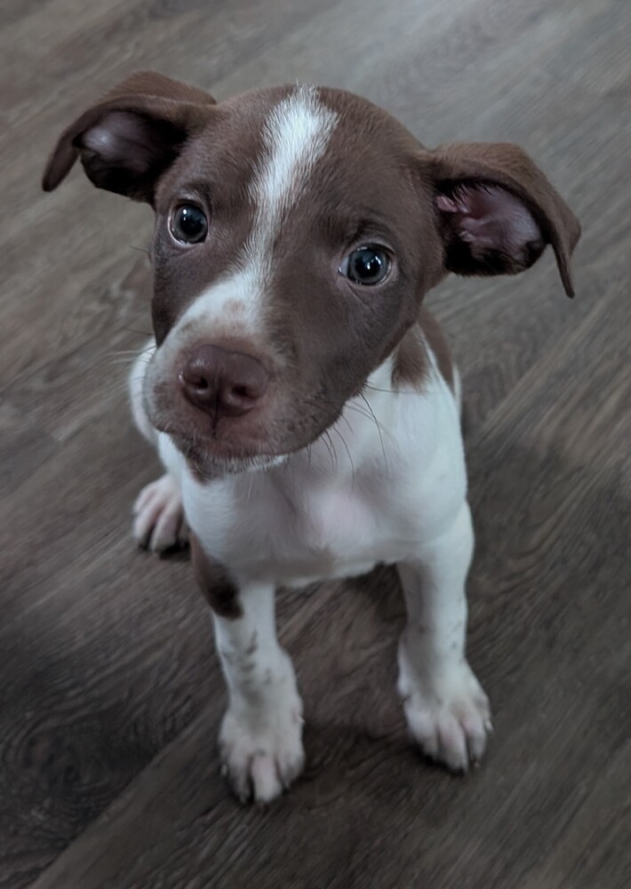 Woody