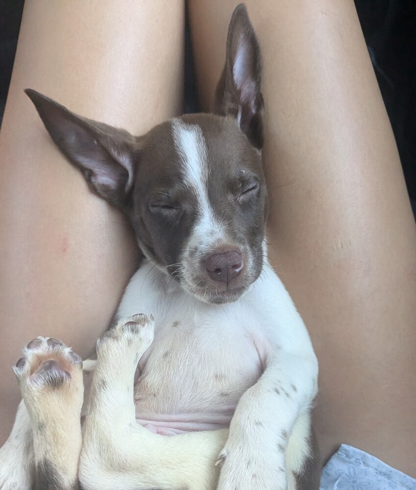 Woody