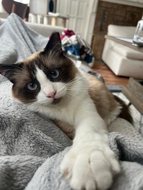 Donut Domestic Medium Hair Cat