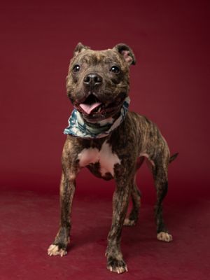 Meet Wren a 2-year-old 43-pound brindle beauty with a heart as soft as her velvet coat Wren has b