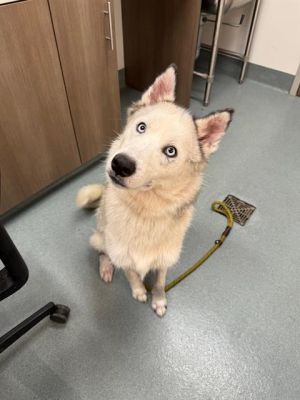 KODA, Adult Female unknown