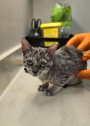 LADY MEOWFINA, Baby Female unknown