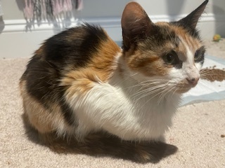 MARMALADE