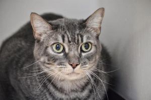 JACKSON, Adult Male unknown