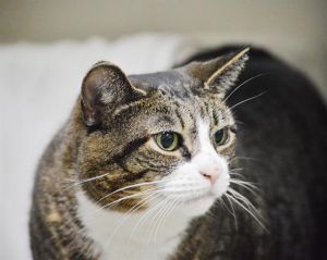 QUEEN B, Senior Female unknown