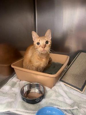 SIMBA, Young Male unknown
