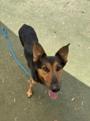 AZUL German Shepherd Dog Dog