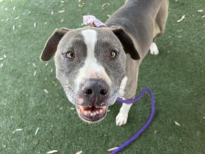 SUGAR Pit Bull Terrier Dog