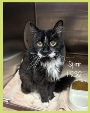 Primary Color Black Secondary Color White Age 8yrs 0mths 1wks Animal has been Spayed