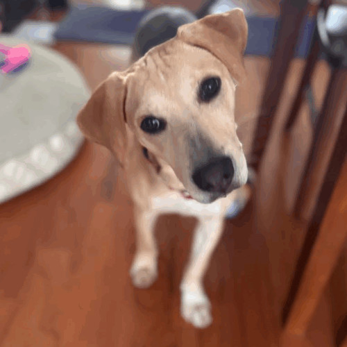 Mia