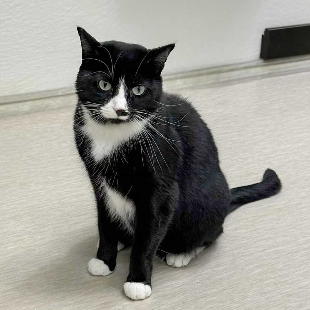 Husky, an adoptable Domestic Short Hair in Wichita, KS, 67208 | Photo Image 1