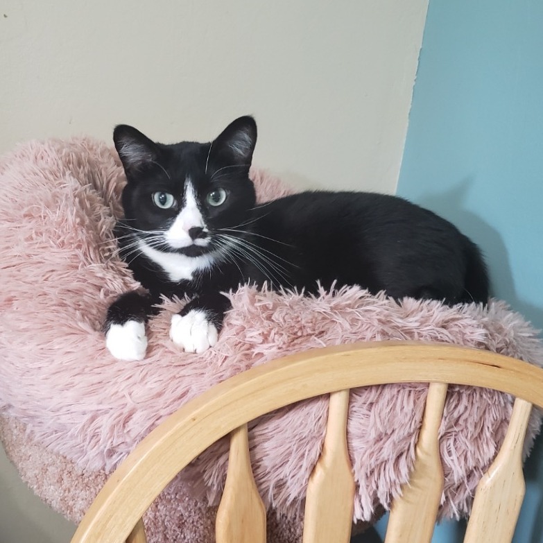 Husky, an adoptable Domestic Short Hair in Wichita, KS, 67208 | Photo Image 2