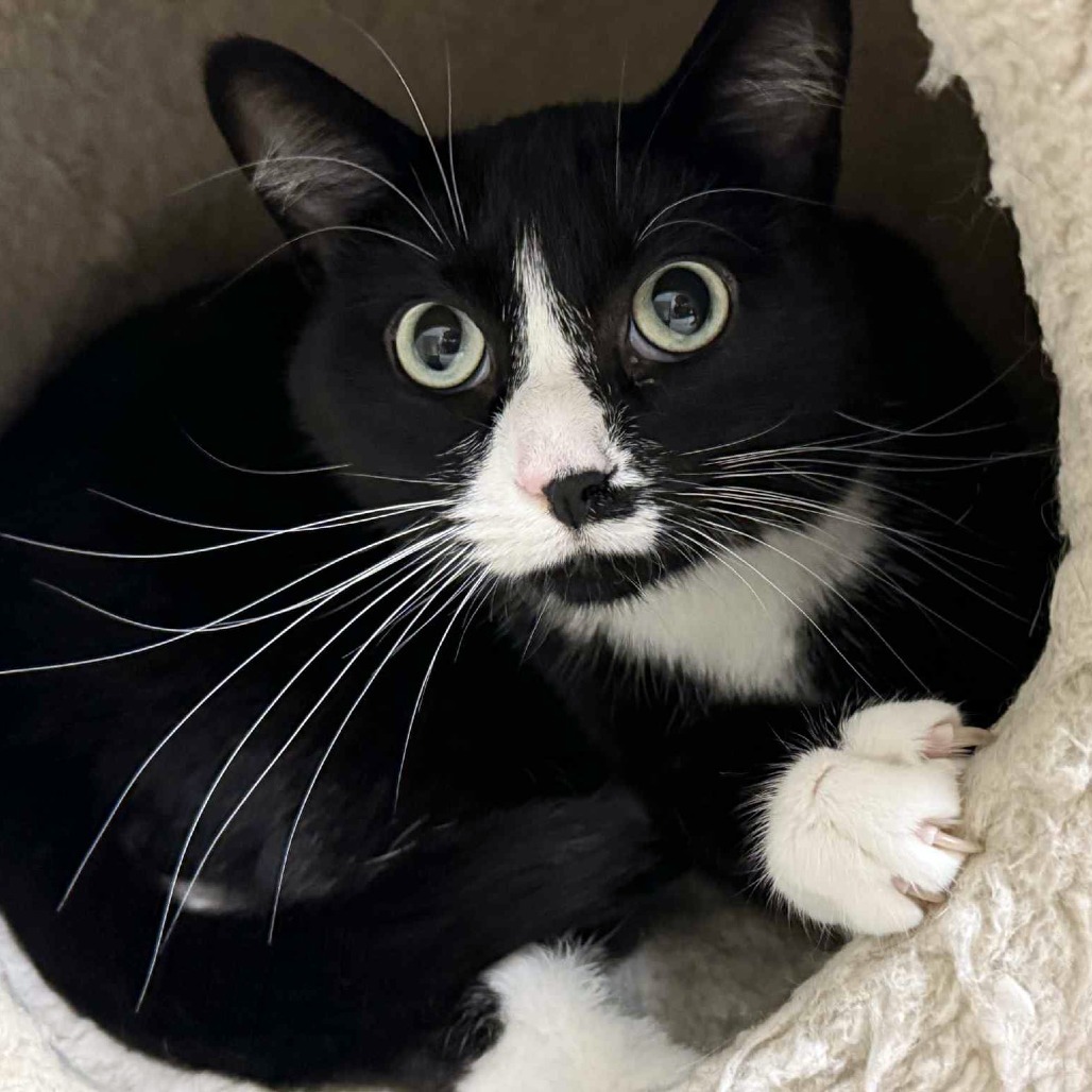 Husky, an adoptable Domestic Short Hair in Wichita, KS, 67208 | Photo Image 3