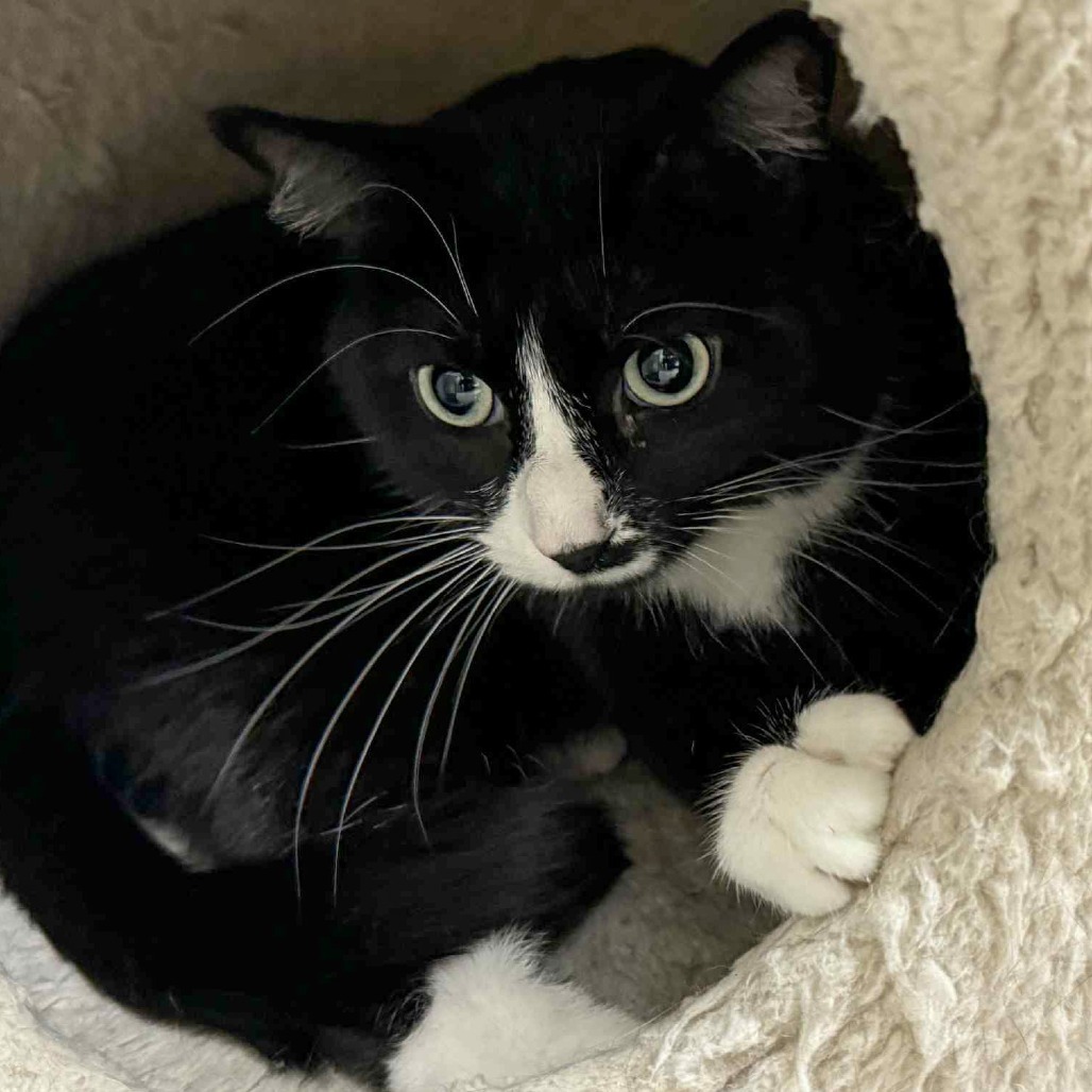 Husky, an adoptable Domestic Short Hair in Wichita, KS, 67208 | Photo Image 4