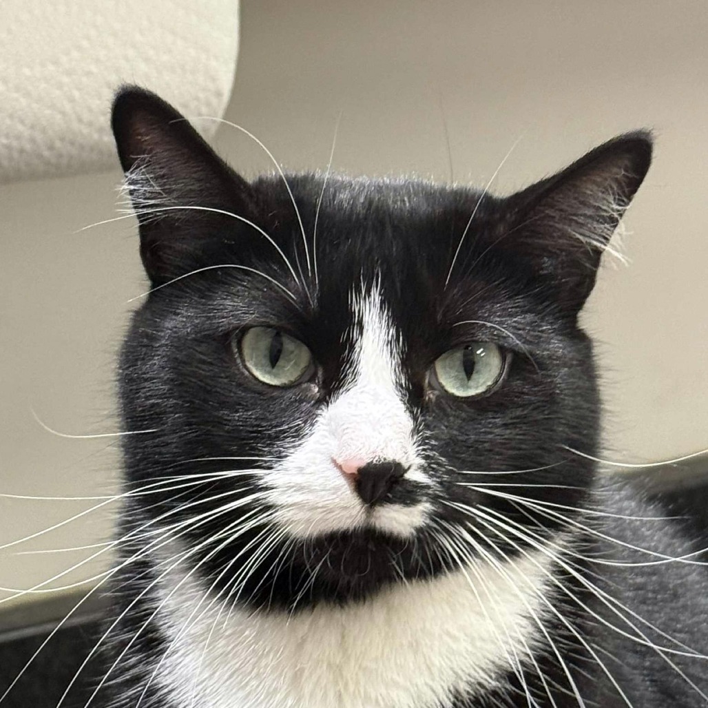 Husky, an adoptable Domestic Short Hair in Wichita, KS, 67208 | Photo Image 5