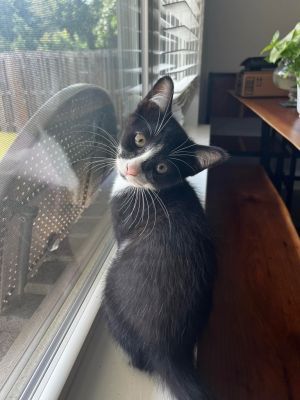 Willa Domestic Short Hair Cat