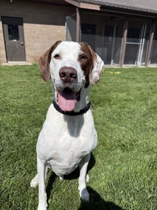 Fred, an adoptable Pointer, Mixed Breed in Harbor Springs, MI, 49740 | Photo Image 1