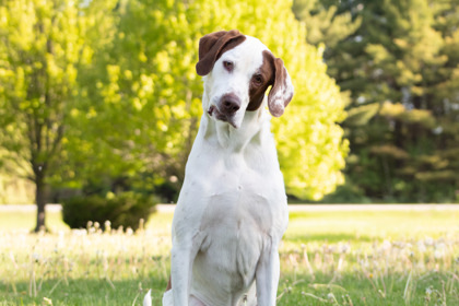 Fred, an adoptable Pointer, Mixed Breed in Harbor Springs, MI, 49740 | Photo Image 3