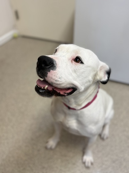 Lucy Lou, an adoptable Pit Bull Terrier, Mixed Breed in Harbor Springs, MI, 49740 | Photo Image 1