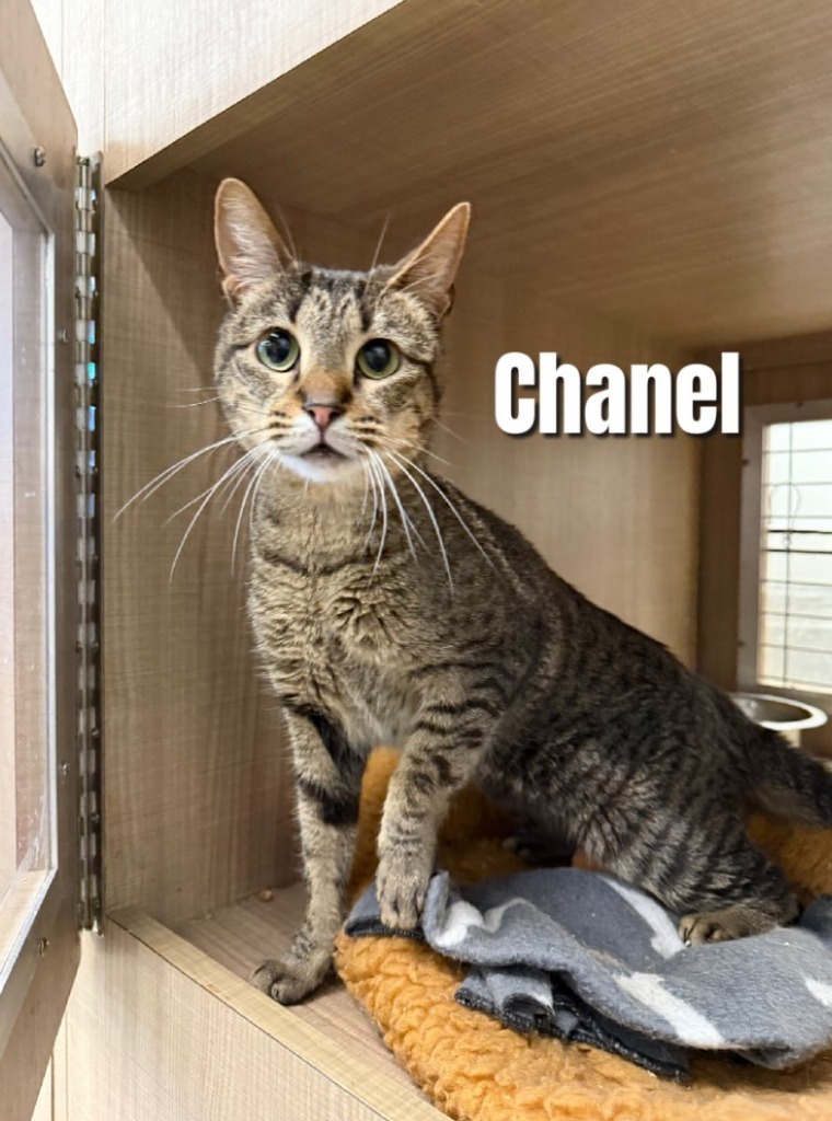 Chanel (Caxellia)